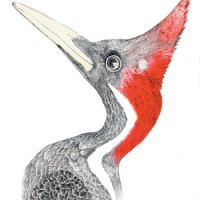 Ivory billed woodpecker