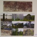 Trees are the Language of Landscape