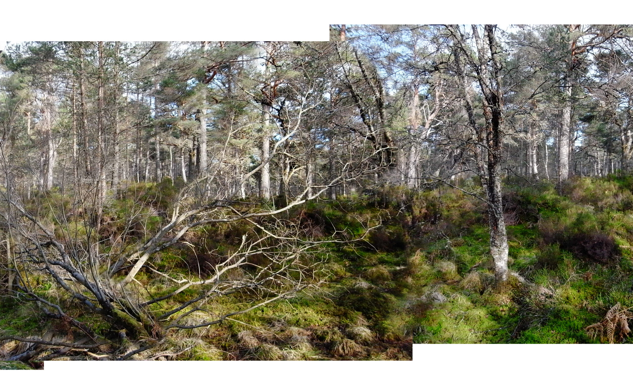 Panorama of the Black Wood of Rannoch: old Scots pines and birch above a heather floor