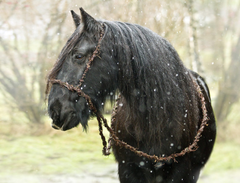 Dark horse with a birch twig and horsehair bitless bridle in the snow