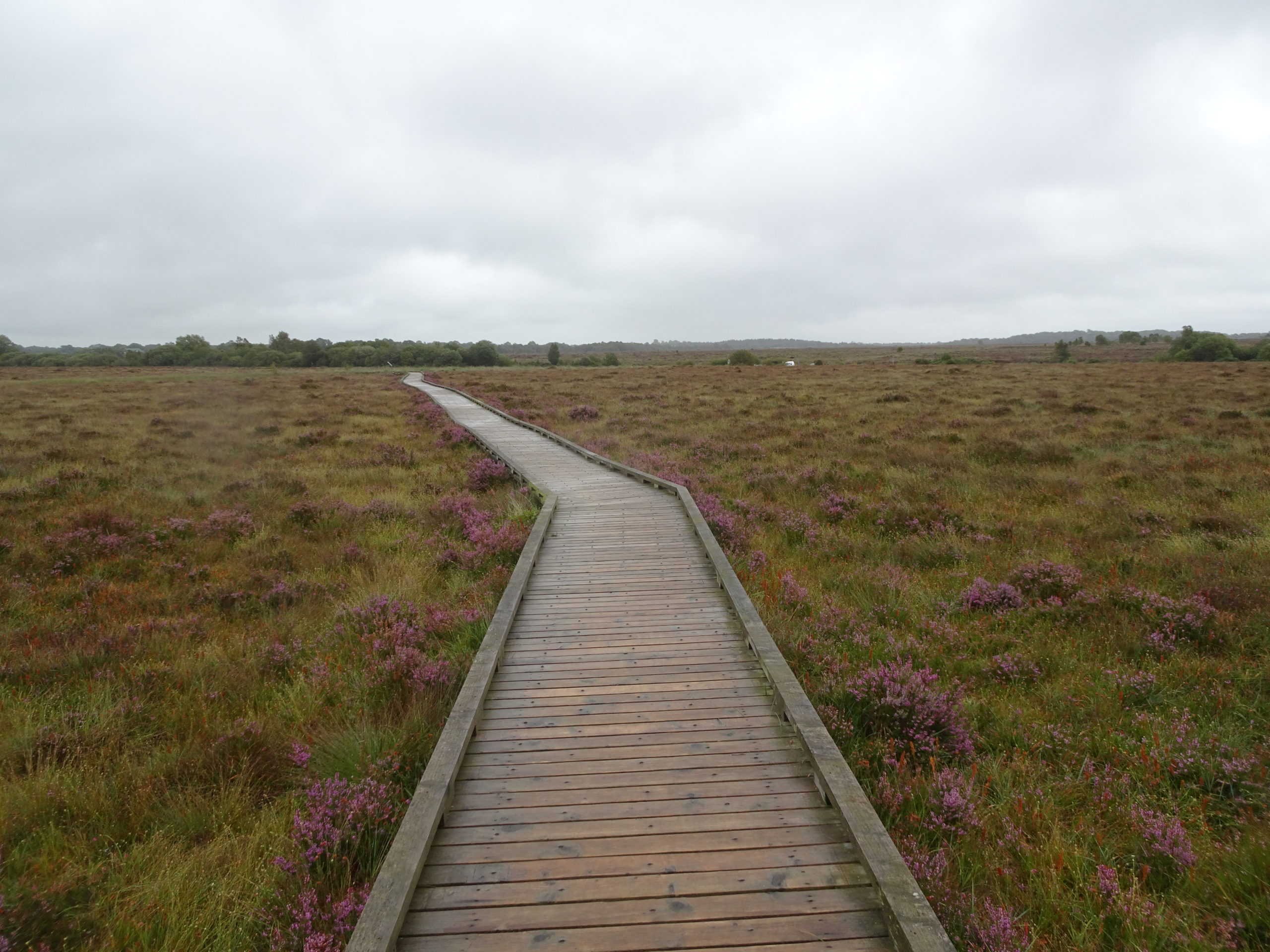 Offaly County Bog