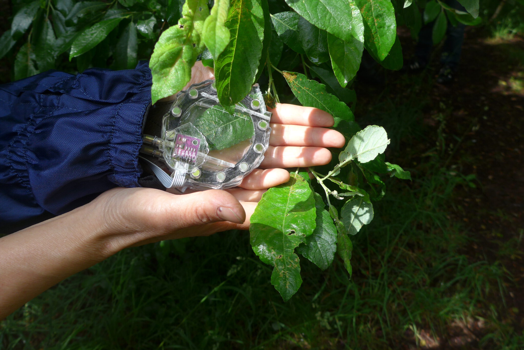 Hakoto, Speaking leaf.