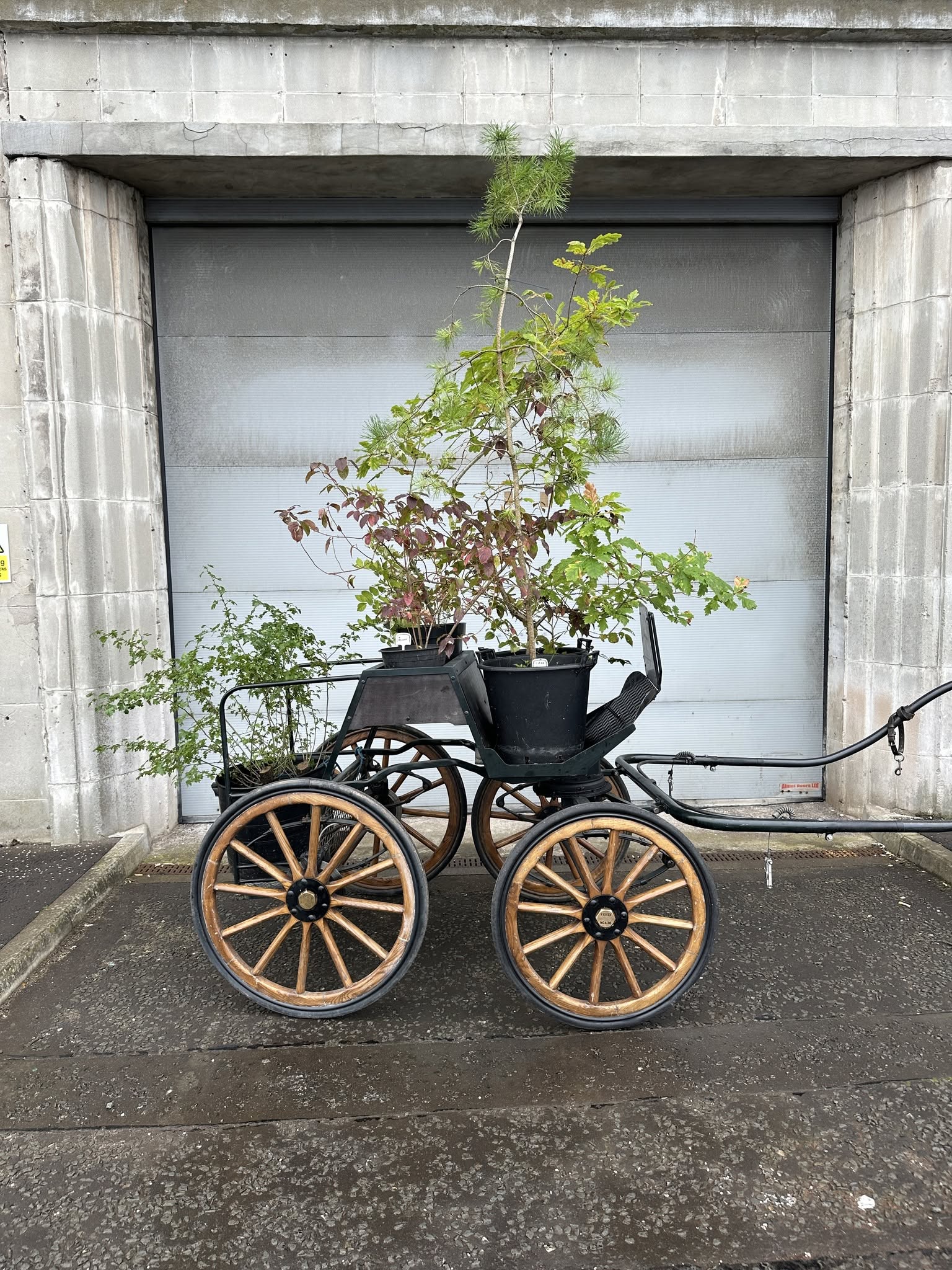 A four-wheeled carriage with wooden-spoked wheels, loaded with young trees in pots, in front of a roller door
