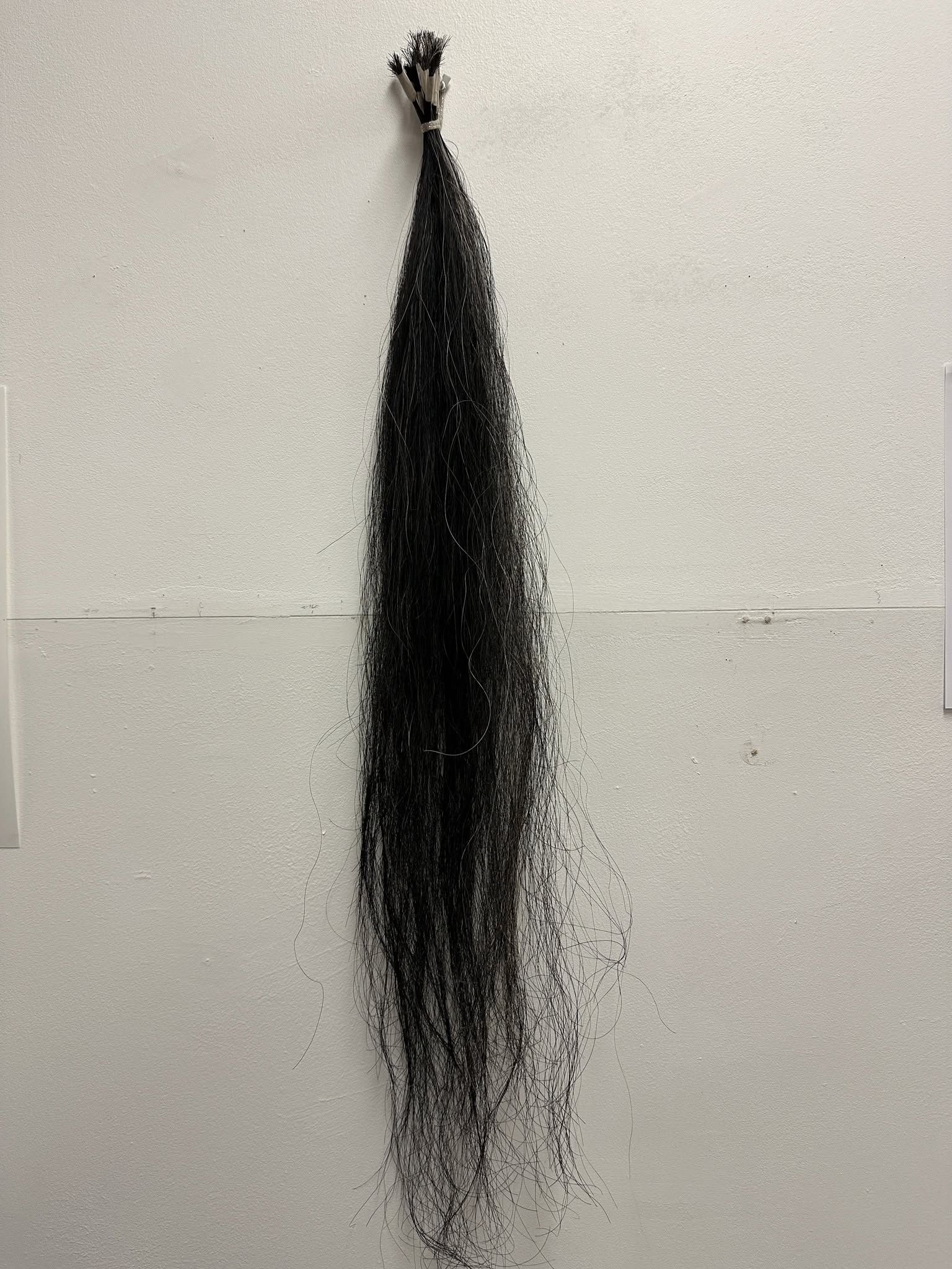 A long black horse tail hanging on a white wall