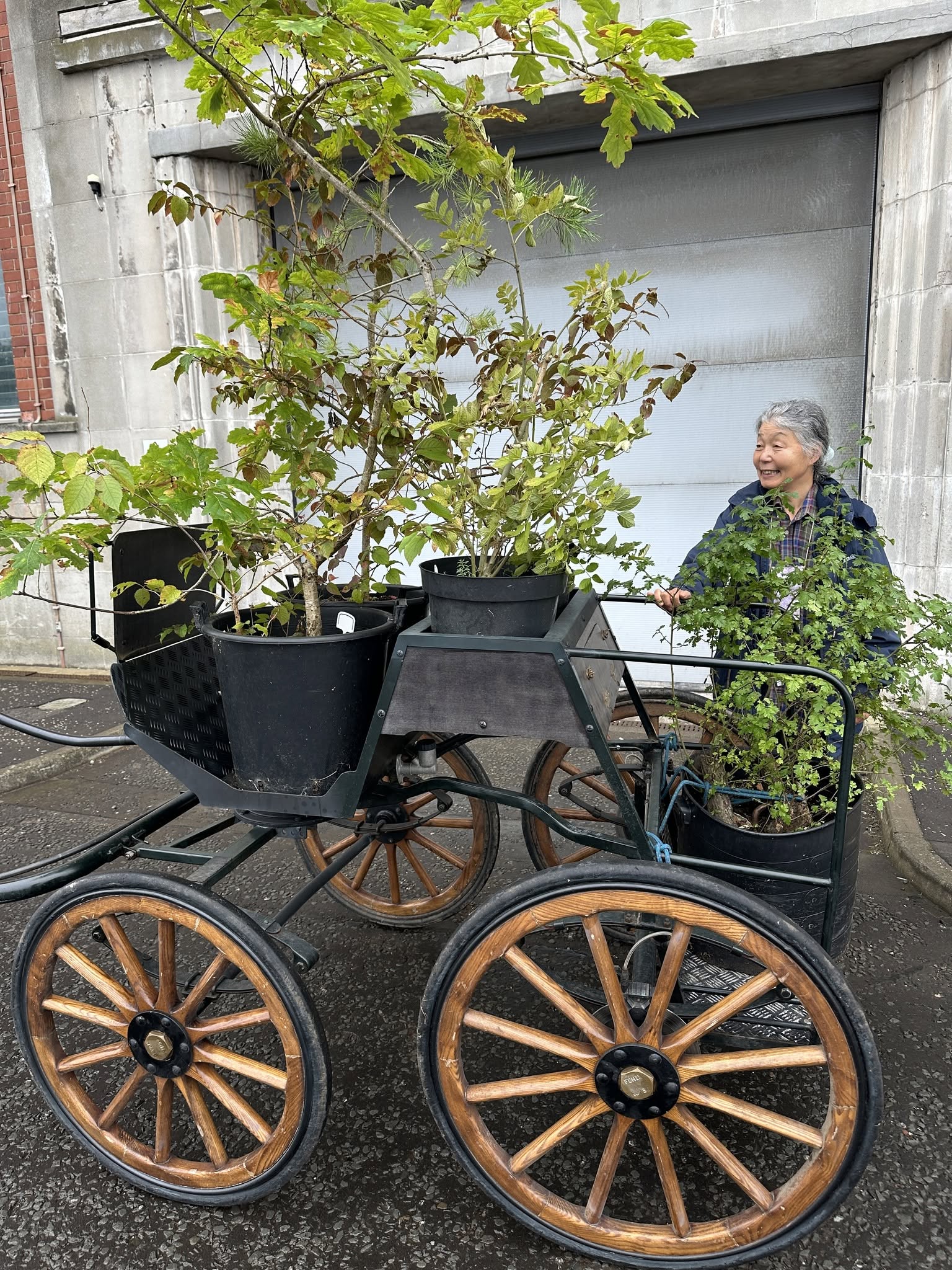Horse | Tree | Earth: 18 October and 15 November